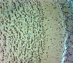 ARX Antibody - Rabbit antibody to ARX (2-50). IHC-P on paraffin sections of mouse olfactory bulb. The animal was perfused using Autoperfuser at a pressure of 110 mm Hg with 300 ml 4% FA and further post fixed overnight before being processed for paraffin embedding. HIER: Tris-EDTA, pH 9 for 20 min using Thermo PT Module. Blocking: 0.2% LFDM in TBST filtered through a 0.2 micron filter. Detection was done using Novolink HRP polymer from Leica following manufacturers instructions. Primary antibody: dilution 1:1000, incubated 30 min at RT using Autostainer. Sections were counterstained with Harris Hematoxylin.