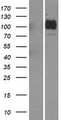 ASAH2 Protein - Western validation with an anti-DDK antibody * L: Control HEK293 lysate R: Over-expression lysate