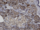 ASB8 Antibody - Immunoperoxidase of monoclonal antibody to ASB8 on formalin-fixed paraffin-embedded human pancreas. [antibody concentration 3 ug/ml]