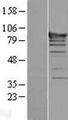 ASCC2 Protein - Western validation with an anti-DDK antibody * L: Control HEK293 lysate R: Over-expression lysate