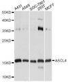 ASCL4 Antibody - Western blot analysis of extracts of various cell lines, using ASCL4 antibody at 1:1000 dilution. The secondary antibody used was an HRP Goat Anti-Rabbit IgG (H+L) at 1:10000 dilution. Lysates were loaded 25ug per lane and 3% nonfat dry milk in TBST was used for blocking. An ECL Kit was used for detection and the exposure time was 5s.