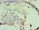 ASH2L / ASH2 Antibody - Immunohistochemistry of paraffin-embedded human testis using antibody at 1:100 dilution.  This image was taken for the unconjugated form of this product. Other forms have not been tested.