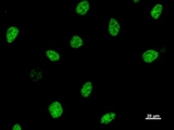 ASH2L / ASH2 Antibody - Immunostaining analysis in HeLa cells. HeLa cells were fixed with 4% paraformaldehyde and permeabilized with 0.1% Triton X-100 in PBS. The cells were immunostained with anti-ASH2L mAb.
