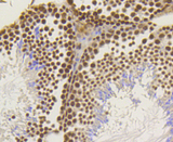 ASH2L / ASH2 Antibody - Immunohistochemistry of paraffin-embedded mouse testis using ASH2L antibodyat dilution of 1:100 (40x lens).