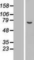 ASNSD1 Protein - Western validation with an anti-DDK antibody * L: Control HEK293 lysate R: Over-expression lysate