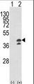 Aspartate Aminotransferase Antibody - Western blot of GOT1 (arrow) using rabbit polyclonal GOT1 Antibody. 293 cell lysates (2 ug/lane) either nontransfected (Lane 1) or transiently transfected with the GOT1 gene (Lane 2).
