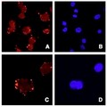 ASPN / Asporin Antibody - Antibody staining of ATDC5 cells (Panels A and C) and DAPI (panels B and D).