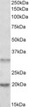 ASRGL1 Antibody - Goat Anti-ASRGL1 / ALP Antibody (0.5µg/ml) staining of Human Tonsil lysate (35µg protein in RIPA buffer). Primary incubation was 1 hour. Detected by chemiluminescencence.