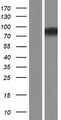 ASUN / C12orf11 Protein - Western validation with an anti-DDK antibody * L: Control HEK293 lysate R: Over-expression lysate