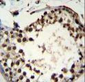 ASXL1 Antibody - ASXL1 Antibody immunohistochemistry of formalin-fixed and paraffin-embedded human testis tissue followed by peroxidase-conjugated secondary antibody and DAB staining.