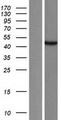 ATAD3C Protein - Western validation with an anti-DDK antibody * L: Control HEK293 lysate R: Over-expression lysate