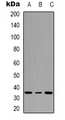 ATF1 Antibody - Western blot analysis of ATF1 (pS63) expression in HEK293T (A); NIH3T3 (B); mouse kidney (C) whole cell lysates.
