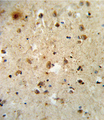 ATF6 Antibody - Formalin-fixed and paraffin-embedded human brain tissue reacted with ATF6 Antibody , which was peroxidase-conjugated to the secondary antibody, followed by DAB staining. This data demonstrates the use of this antibody for immunohistochemistry; clinical relevance has not been evaluated.