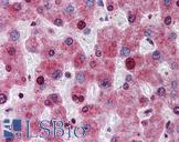 ATG16L1 / ATG16L Antibody - Anti-ATG16L1 antibody IHC of human liver. Immunohistochemistry of formalin-fixed, paraffin-embedded tissue after heat-induced antigen retrieval. Antibody concentration 5 ug/ml.  This image was taken for the unconjugated form of this product. Other forms have not been tested.