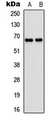 ATG16L1 / ATG16L Antibody - Western blot analysis of ATG16L1 expression in SHSY5Y (A); rat muscle (B) whole cell lysates.