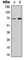 ATG16L2 Antibody - Western blot analysis of ATG16L2 expression in SHSY5Y (A); NIH3T3 (B) whole cell lysates.