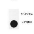 ATG3 Antibody - Dot blot of anti-APG3-cleaved antibody on nitrocellulose membrane. 50ng of Cleaved-peptide or Non Cleaved-peptide per dot were adsorbed. Antibody working concentrations are 0.6ug per ml.