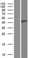 ATG4A Protein - Western validation with an anti-DDK antibody * L: Control HEK293 lysate R: Over-expression lysate