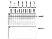 ATG8 / Autophagy 8 Antibody - Anti-APG8 Antibody - Western Blot. Western blot of APG8 fusion protein. Anti-APG8 antibody generated by immunization with recombinant yeast APG8 was tested by western blot with other anti-UBL antibodies against E. coli lysates expressing the APG8-GFP fusion protein. All UBLs possess limited homology to Ubiquitin and to each other, therefore it is important to know the degree of reactivity of each antibody against each UBL. Panel A shows total protein staining using ponceau. Panel B shows specific reaction with APG8 using a 1:4000 and 1:8000 dilution of IgG fraction of Rabbit-anti-APG8 (Yeast) followed by reaction with a 1:15000 dilution of HRP Goat-a-Rabbit IgG MX (code # LS-C60865). All primary antibodies were diluted in TTBS buffer supplemented with 5% non-fat milk and incubated with the membranes overnight at 4° C. E. coli lysate proteins were separated by SDS-PAGE using a 15% gel. Similar experiments (data not shown), where other UBL fusion proteins were separated and probed with this antibody showed no reactivity of anti-APG8 with other UBLs. This data indicates that anti-APG8 is highly specific and does not cross react with other UBLs. A chemiluminescence system was used for signal detection (Roche). Other detection systems will yield similar results. Data contributed by M. Malakhov, www. lifesensors. com, personal communication.