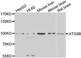 ATG9B Antibody - Western blot analysis of extracts of various cell lines.