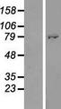 ATHL1 Protein - Western validation with an anti-DDK antibody * L: Control HEK293 lysate R: Over-expression lysate