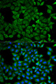 ATL1 Antibody - Immunofluorescence analysis of A549 cells.