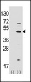 ATOH1 / MATH-1 Antibody - Western blot of ATOH1 (arrow) using rabbit polyclonal ATOH1 Antibody. 293 cell lysates (2 ug/lane) either nontransfected (Lane 1) or transiently transfected with the ATOH1 gene (Lane 2) (Origene Technologies).