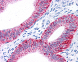 ATP1A1 Antibody - Staining of endometrial glands within the uterus using ATPase alpha 1 (Na/K) [clone 464.6] antibody. Note the absence of staining in the surrounding myometrial smooth muscle.