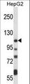 ATP2B4 / PMCA4 Antibody - ATP2B4 Antibody western blot of HepG2 cell line lysates (35 ug/lane). The ATP2B4 antibody detected the ATP2B4 protein (arrow).