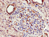 ATP5A1 / ATP Synthase Alpha Antibody - Immunohistochemistry of paraffin-embedded human kidney tissue using ATP5F1A Antibody at dilution of 1:100