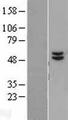 ATP5B / ATP Synthase Beta Protein - Western validation with an anti-DDK antibody * L: Control HEK293 lysate R: Over-expression lysate