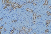 ATP5G1 / ATP5G Antibody - 1:100 staining mouse kidney tissue by IHC-P. The sample was formaldehyde fixed and a heat mediated antigen retrieval step in citrate buffer was performed. The sample was then blocked and incubated with the antibody for 1.5 hours at 22°C. An HRP conjugated goat anti-rabbit antibody was used as the secondary.