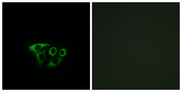 ATP5L2 Antibody - Immunofluorescence analysis of A549 cells, using ATP5L2 Antibody. The picture on the right is blocked with the synthesized peptide.