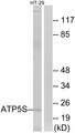 ATP5S Antibody - Western blot analysis of lysates from HT-29 cells, using ATP5S Antibody. The lane on the right is blocked with the synthesized peptide.