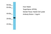 ATP5SL Antibody -  This image was taken for the unconjugated form of this product. Other forms have not been tested.