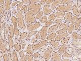 ATP6V0C / VATL Antibody - Immunochemical staining of human ATP6V0C in human kidney with rabbit polyclonal antibody at 1:500 dilution, formalin-fixed paraffin embedded sections.