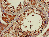 ATP9A Antibody - Immunohistochemistry of paraffin-embedded human testis tissue at dilution of 1:100
