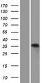 ATPAF1 Protein - Western validation with an anti-DDK antibody * L: Control HEK293 lysate R: Over-expression lysate