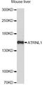 ATRNL1 Antibody - Western blot analysis of extracts of mouse liver, using ATRNL1 antibody at 1:1000 dilution. The secondary antibody used was an HRP Goat Anti-Rabbit IgG (H+L) at 1:10000 dilution. Lysates were loaded 25ug per lane and 3% nonfat dry milk in TBST was used for blocking. An ECL Kit was used for detection and the exposure time was 90s.