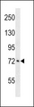 ATXN1L Antibody - ATXN1L Antibody western blot of A549 cell line lysates (35 ug/lane). The ATXN1L antibody detected the ATXN1L protein (arrow).