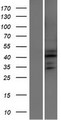 ATXN7L2 Protein - Western validation with an anti-DDK antibody * L: Control HEK293 lysate R: Over-expression lysate