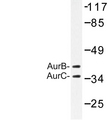 Aurora Kinase B+C Antibody - Western blot of AurB/C (K197) pAb in extracts from 293 cells.