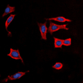 AVPR1B Antibody - Immunofluorescent analysis of Vasopressin V3 Receptor staining in K562 cells. Formalin-fixed cells were permeabilized with 0.1% Triton X-100 in TBS for 5-10 minutes and blocked with 3% BSA-PBS for 30 minutes at room temperature. Cells were probed with the primary antibody in 3% BSA-PBS and incubated overnight at 4 ??C in a humidified chamber. Cells were washed with PBST and incubated with a DyLight 594-conjugated secondary antibody (red) in PBS at room temperature in the dark. DAPI was used to stain the cell nuclei (blue).