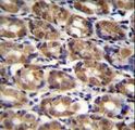 AXIN1 / Axin-1 Antibody - AXIN1 Antibody immunohistochemistry of formalin-fixed and paraffin-embedded human stomach tissue followed by peroxidase-conjugated secondary antibody and DAB staining.