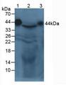AZGP1 / ZAG Antibody - Western Blot; Sample: Lane1: Mouse Serum; Lane2: Mouse Liver Tissue; Lane3: Mouse Parotid Gland Tissue.