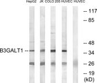 B3GALT1 Antibody - Western blot analysis of lysates from HUVEC, COLO, Jurkat, and HepG2 cells, using B3GALT1 Antibody. The lane on the right is blocked with the synthesized peptide.