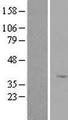 B3GALT1 Protein - Western validation with an anti-DDK antibody * L: Control HEK293 lysate R: Over-expression lysate