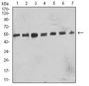 B3GAT1 Antibody - Western blot analysis using CD57 mouse mAb against SK-N-SH (1), SH-SY5Y (2), C6 (3), HL-60 (4), COS7 (5), Hela (6), and NIH/3T3 (7) cell lysate.