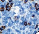 B3GAT1 Antibody - IHC of CD57 on FFPE Tonsil tissue.