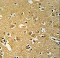 BABAM1 / HSPC142 Antibody - HSPC142 Antibody immunohistochemistry of formalin-fixed and paraffin-embedded human brain tissue followed by peroxidase-conjugated secondary antibody and DAB staining.